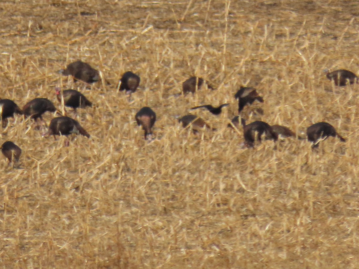 Wild Turkey - ML646652197