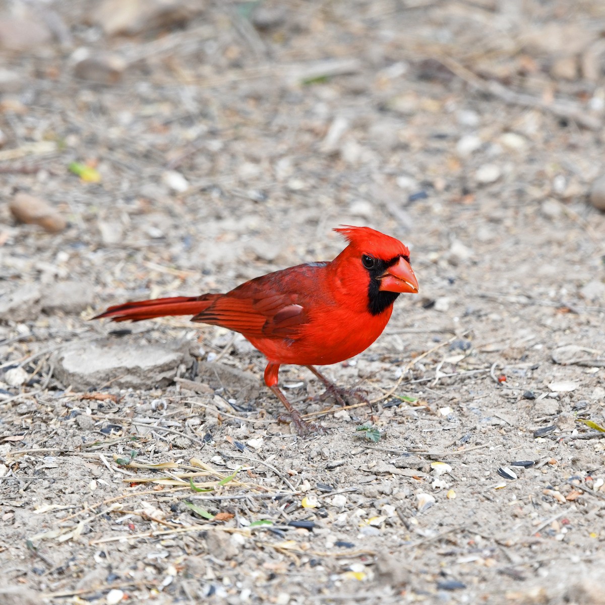Northern Cardinal - ML646652199