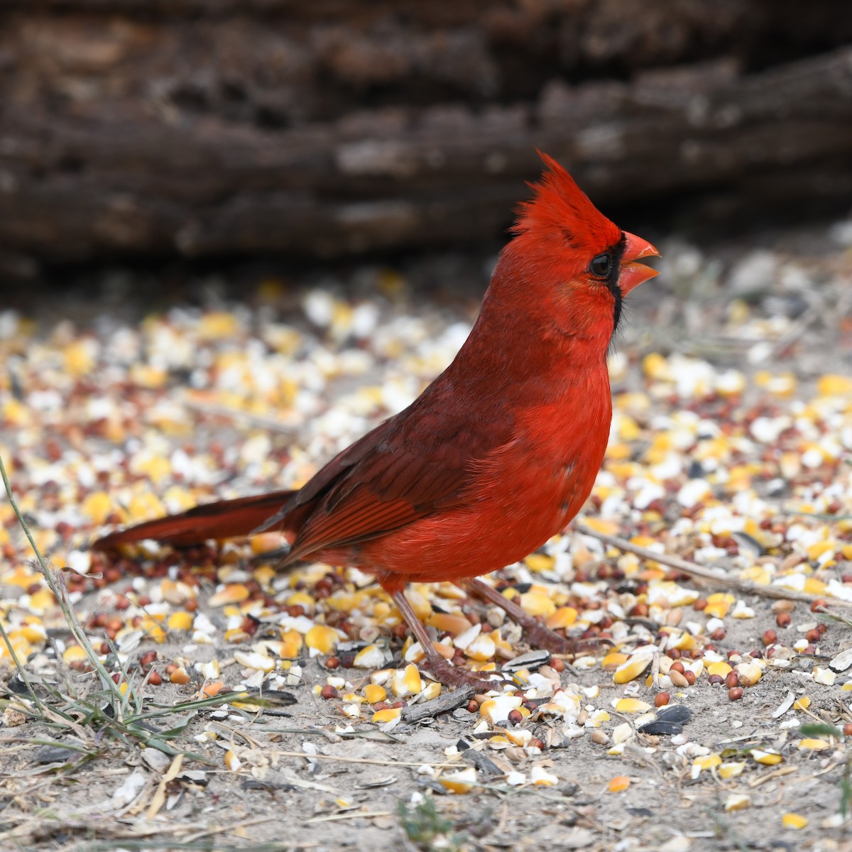 Northern Cardinal - ML646652200