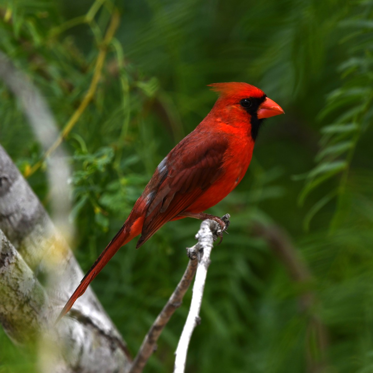 Northern Cardinal - ML646652201