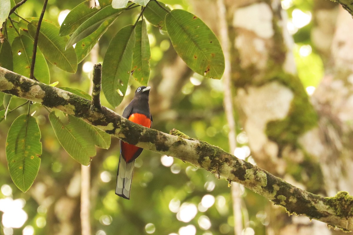Baird's Trogon - ML646652203