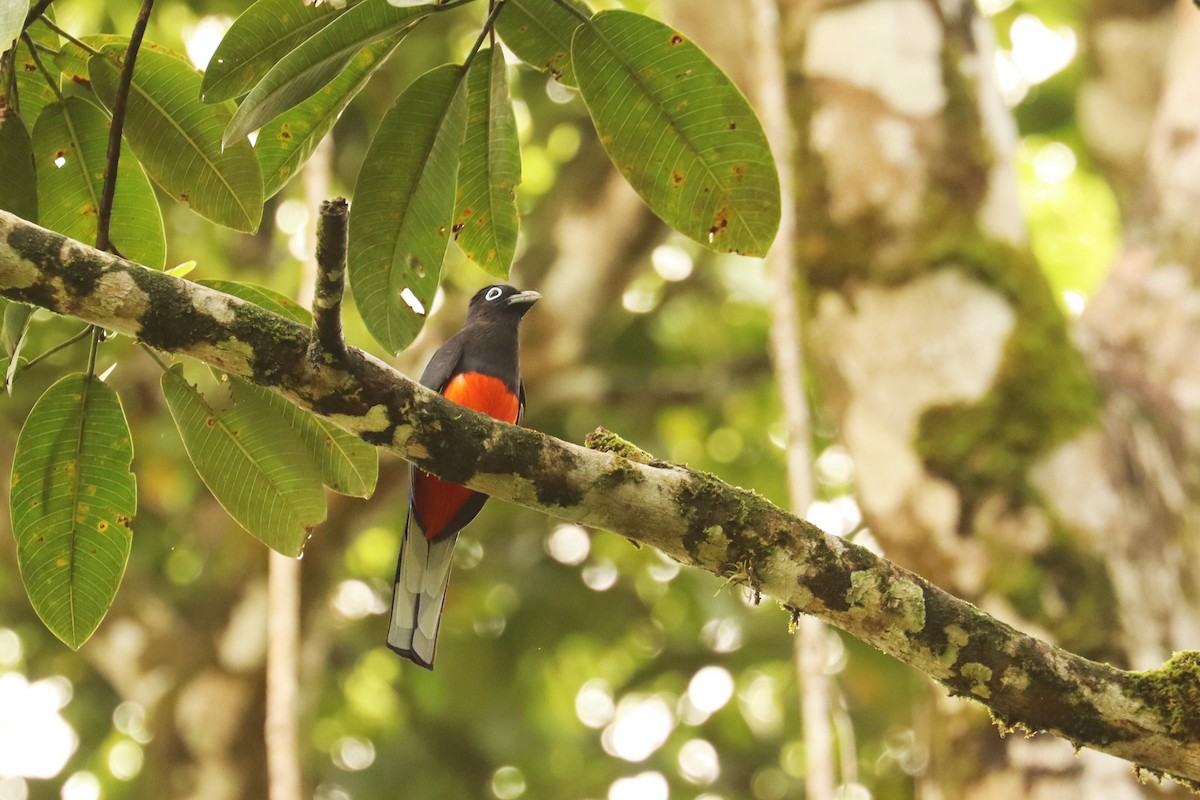 Baird's Trogon - ML646652204
