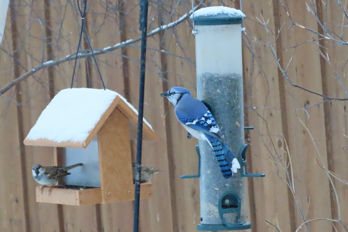 Blue Jay - ML646652206