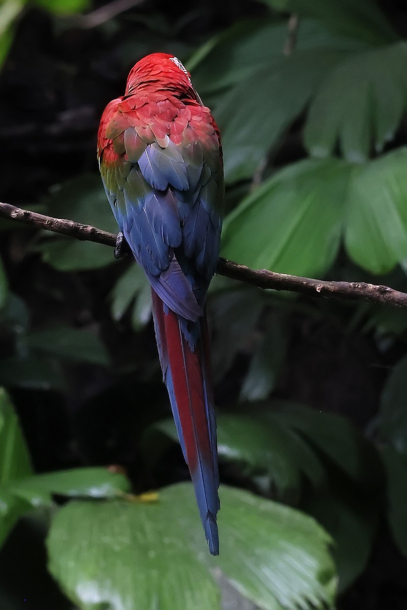 Red-and-green Macaw - ML646652209