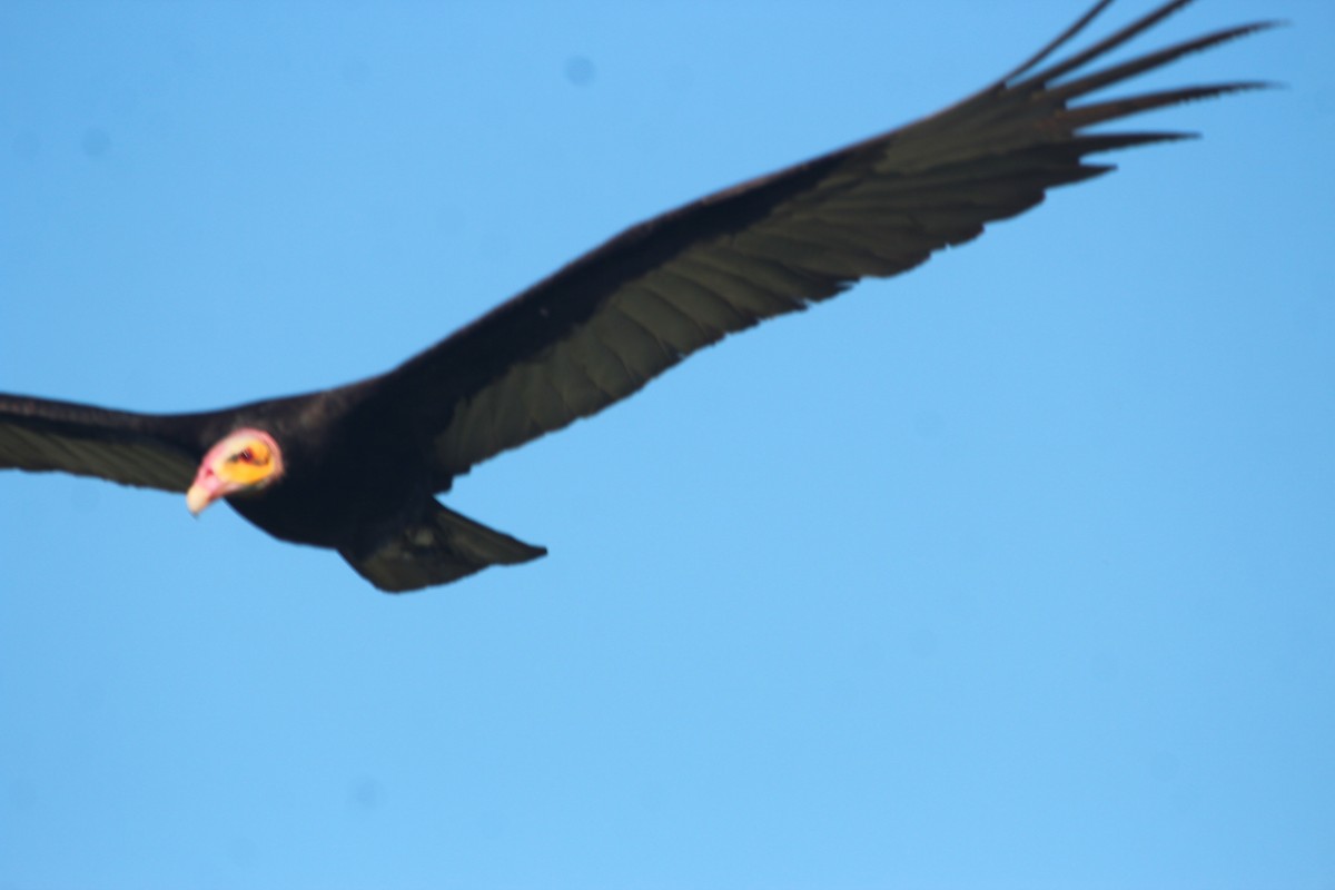 Lesser Yellow-headed Vulture - ML646652210