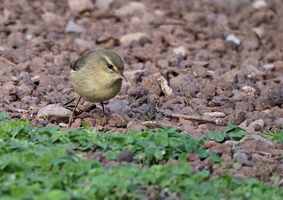 Canary Islands Chiffchaff - ML646652214