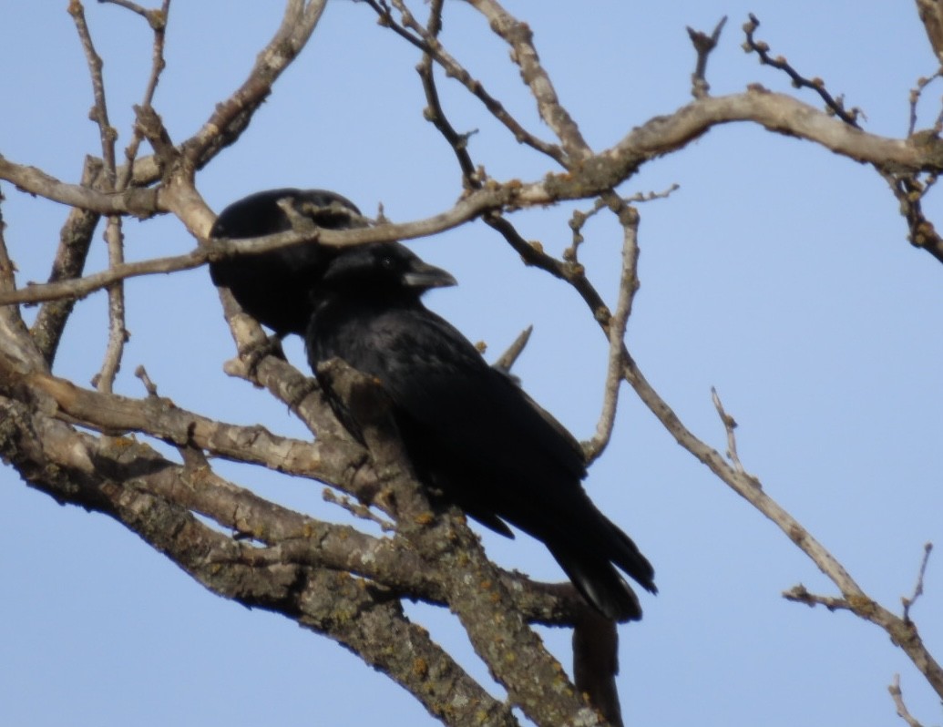 American Crow - ML646652216
