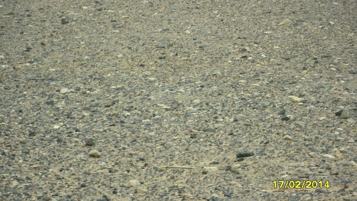 Desert Lark - ML646652217