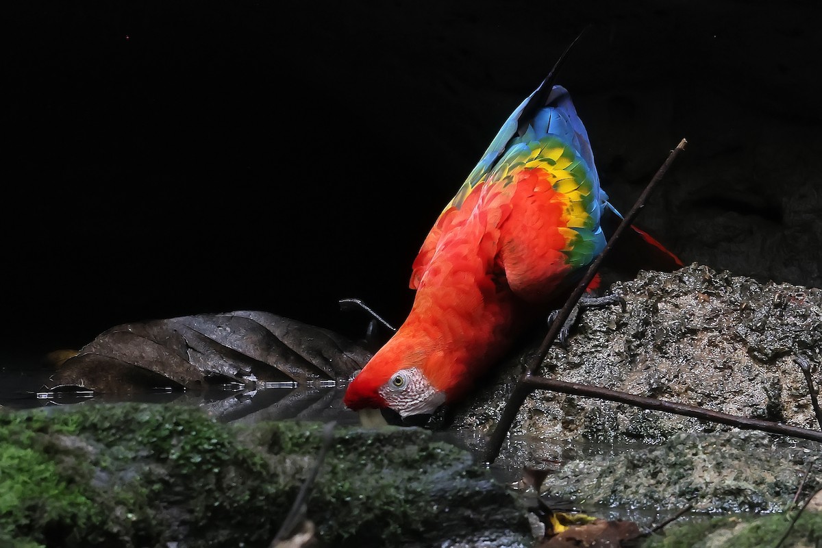 Scarlet Macaw - ML646652218