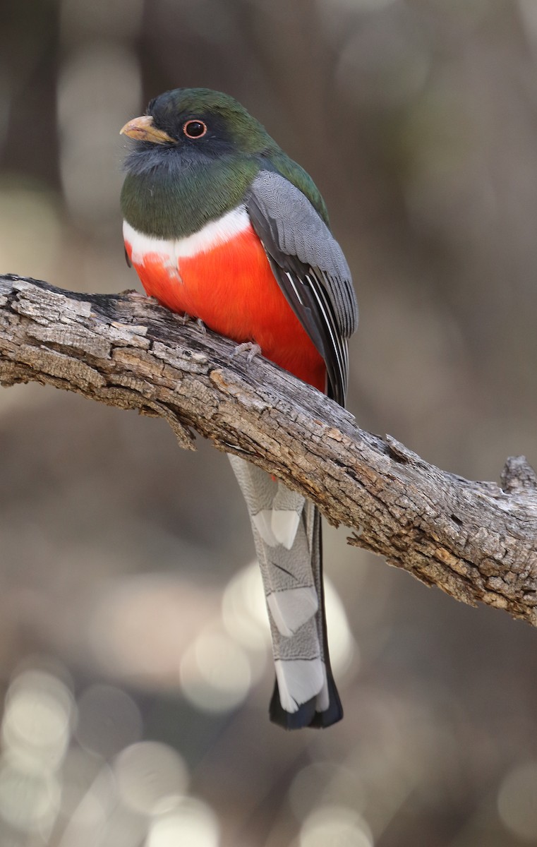 Trogón Ambiguo - ML646652220