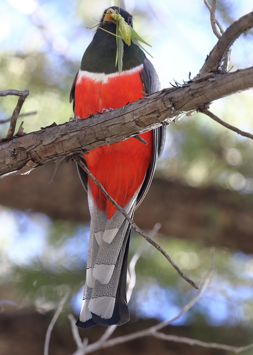 Trogón Ambiguo - ML646652225