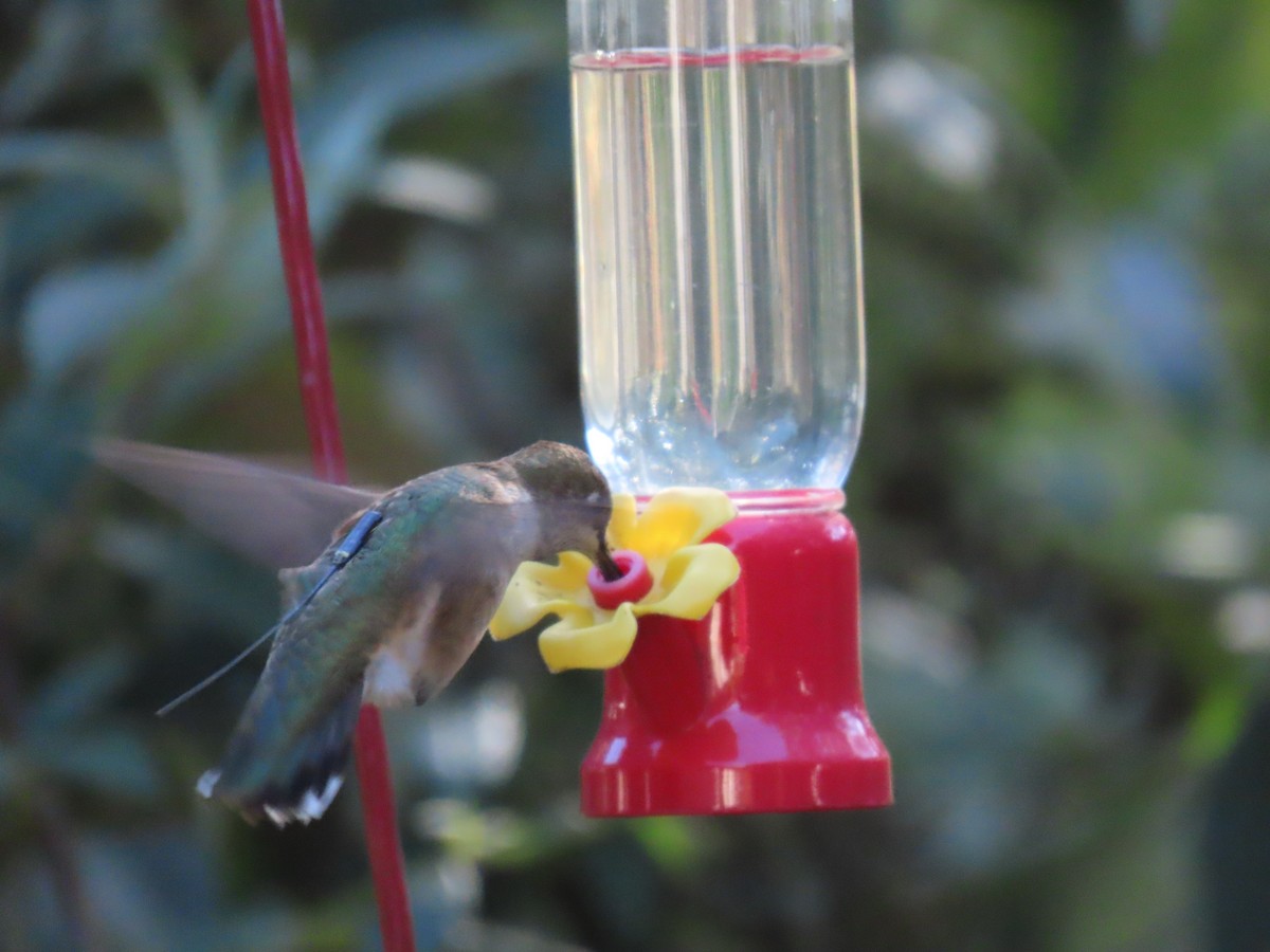 Black-chinned Hummingbird - ML646652230