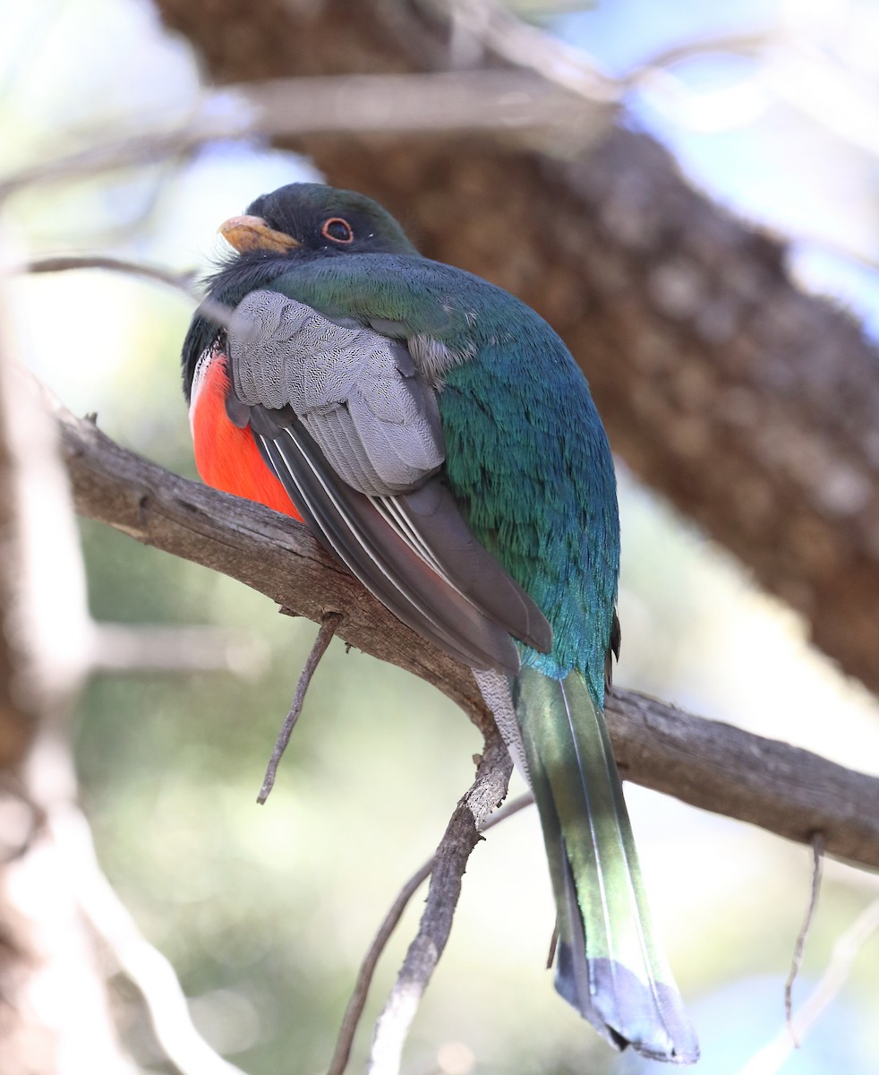 Trogón Ambiguo - ML646652234