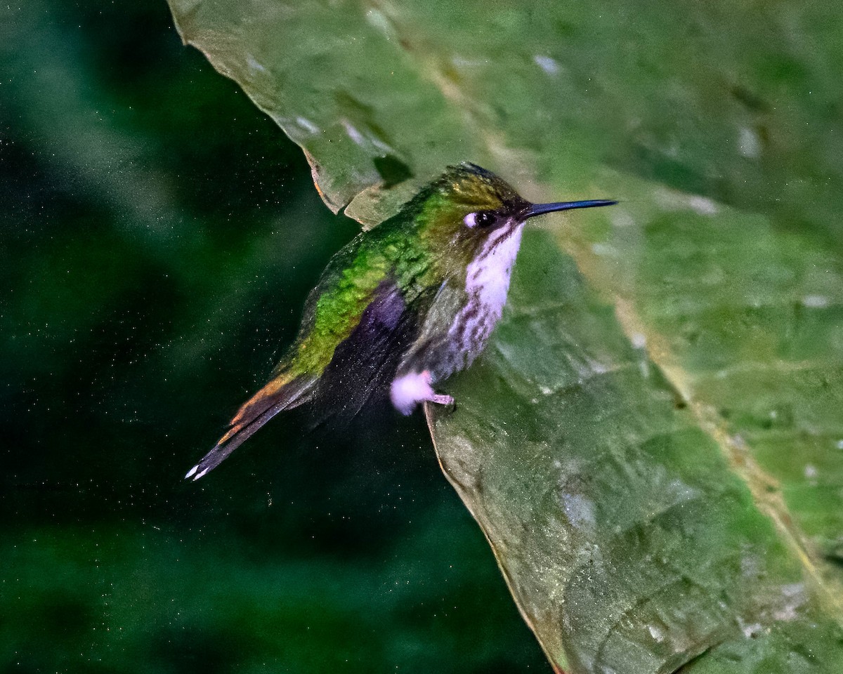 Colibrí de Raquetas Faldiblanco - ML646652235