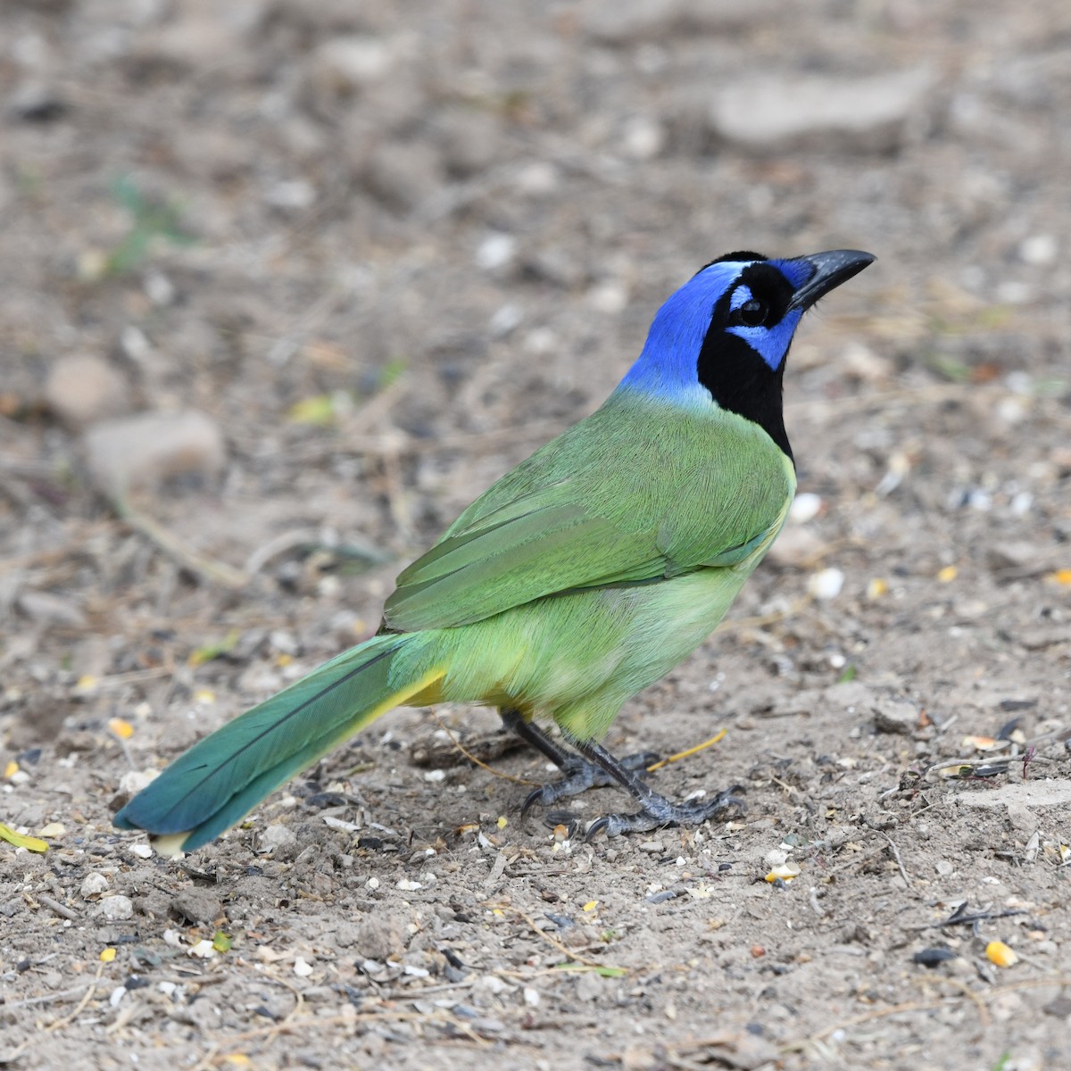 Inkablaurabe - ML646652238