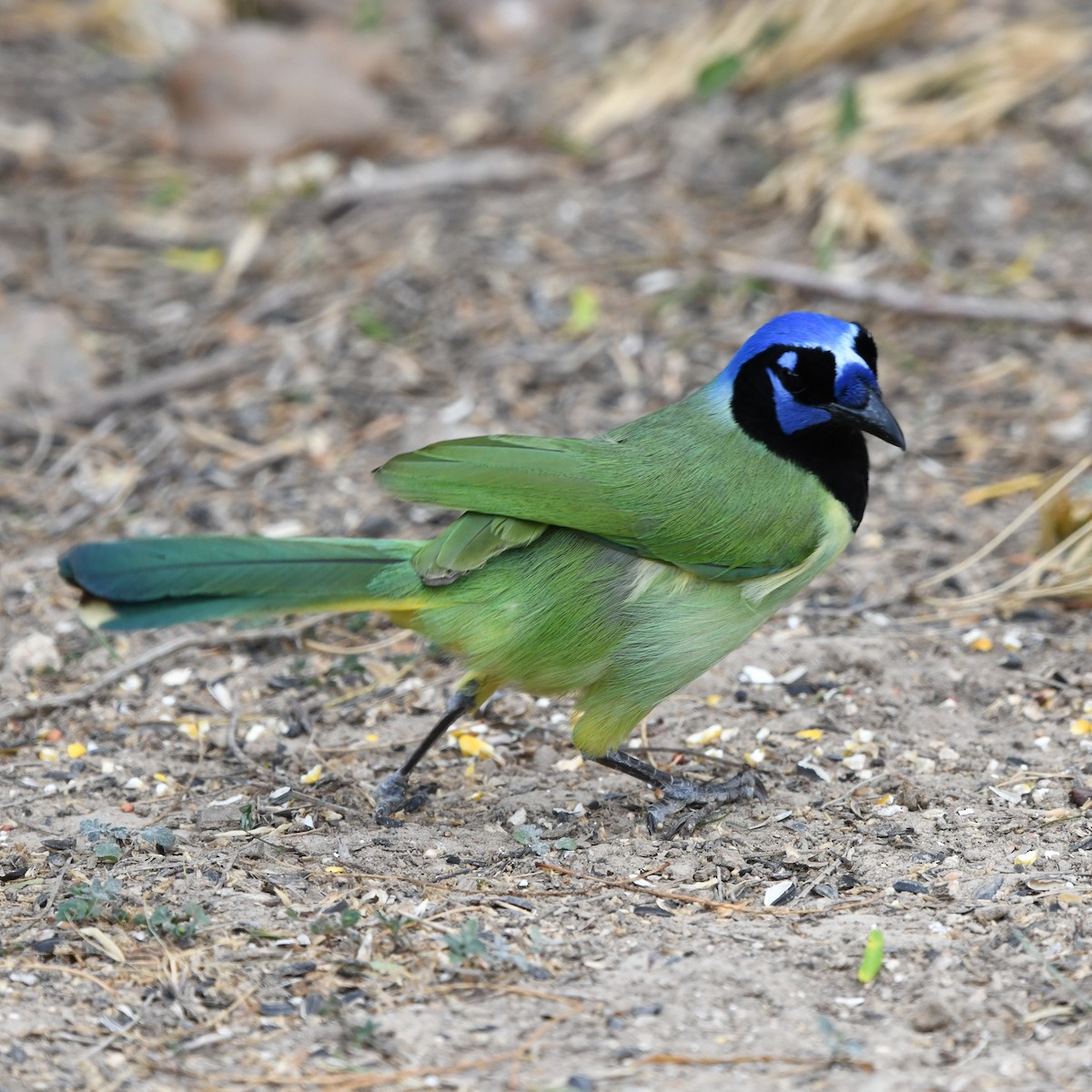 Inkablaurabe - ML646652239