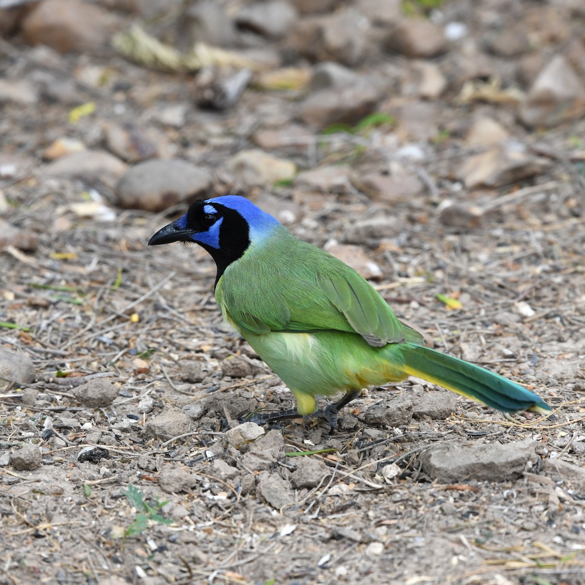 Inkablaurabe - ML646652240