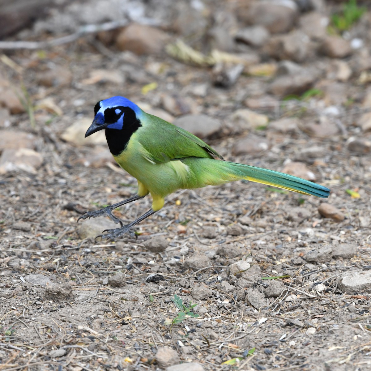 Inkablaurabe - ML646652241