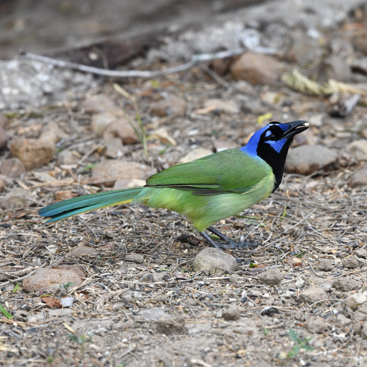 Inkablaurabe - ML646652243