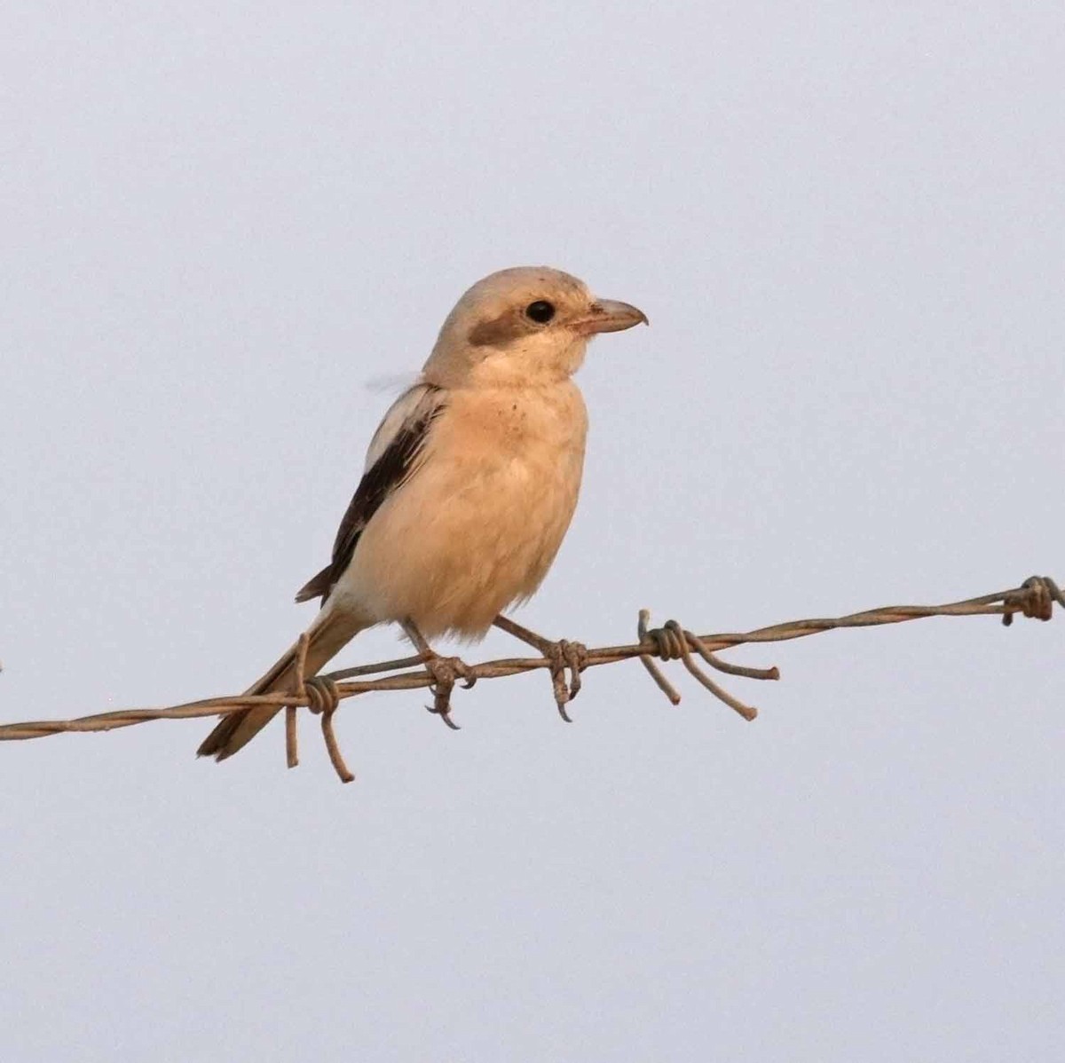 ヨーロッパオオモズ（pallidirostris） - ML646652244