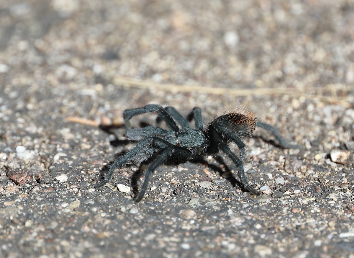 Madera Canyon Tarantula - ML646652245