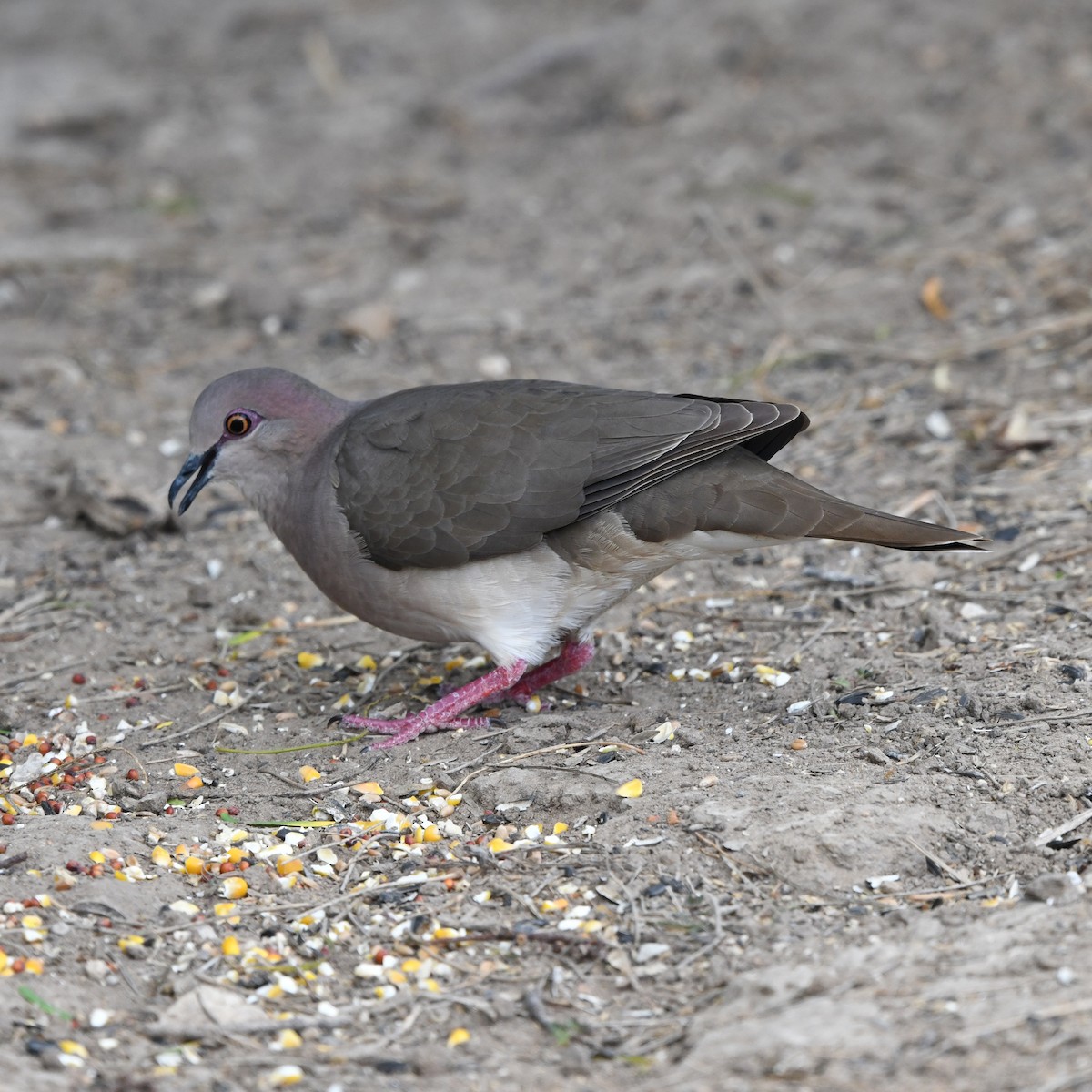 Горличка білолоба - ML646652250