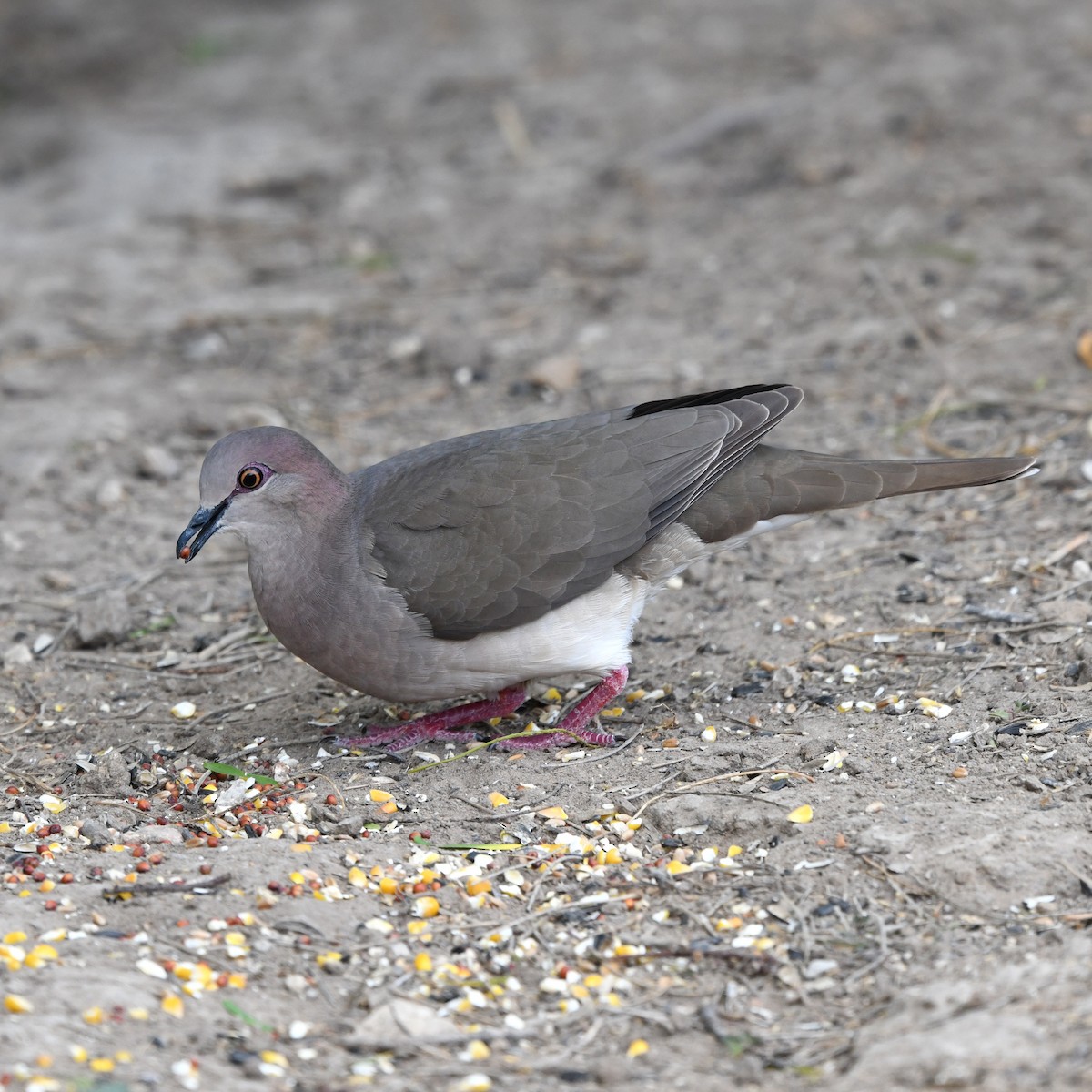 Горличка білолоба - ML646652251