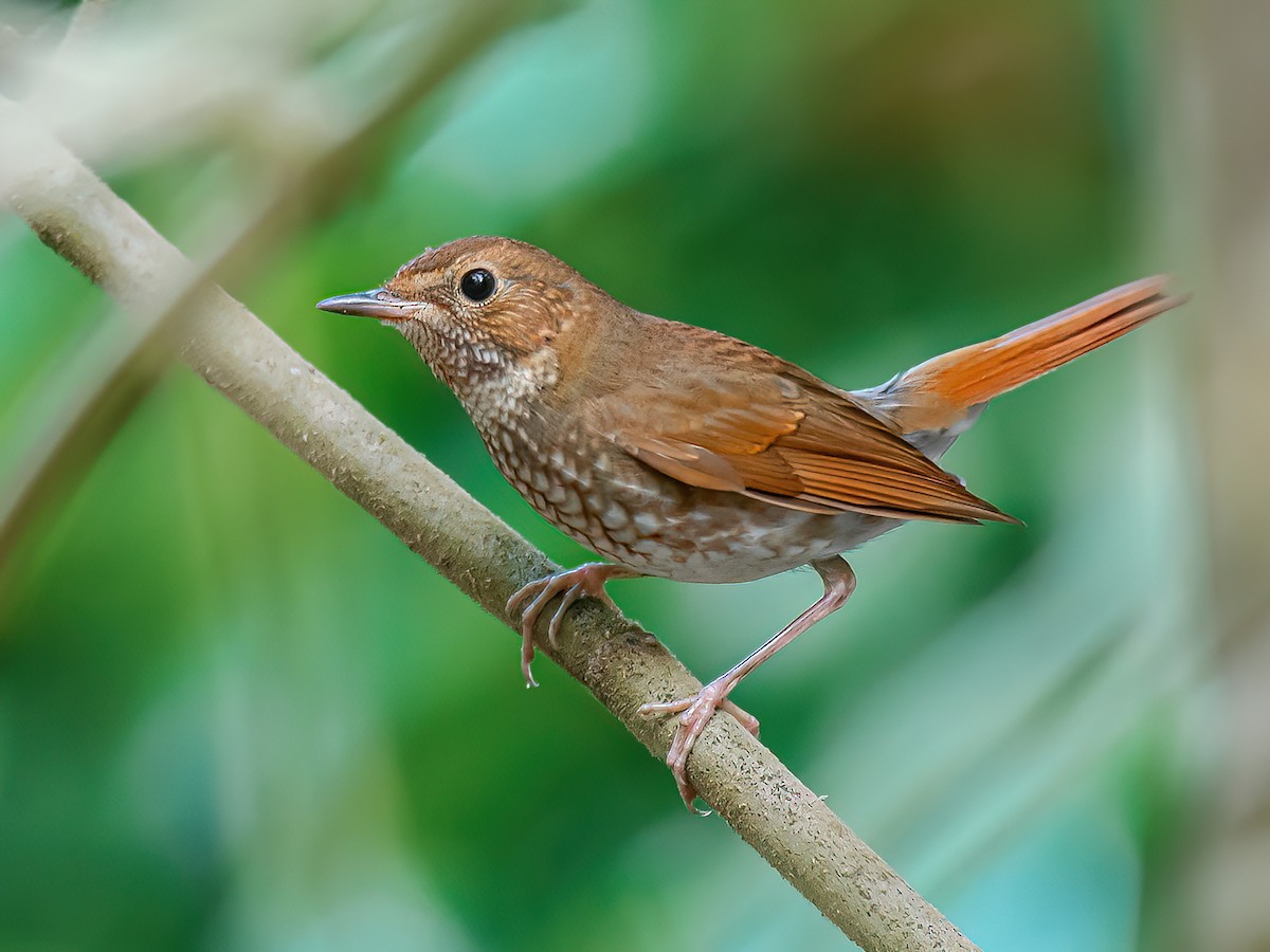 Rufous-tailed Robin - Larvivora sibilans - Birds of the World