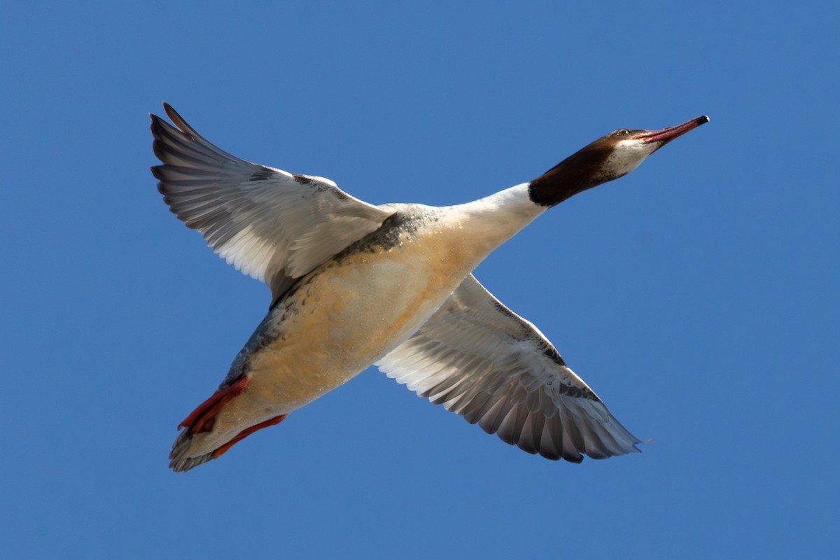 Common Merganser - ML646652253