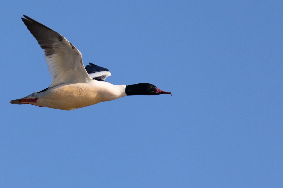 Common Merganser - ML646652254