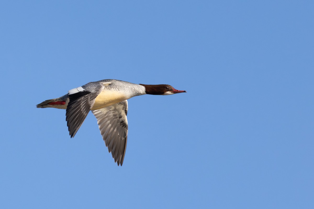 Common Merganser - ML646652255