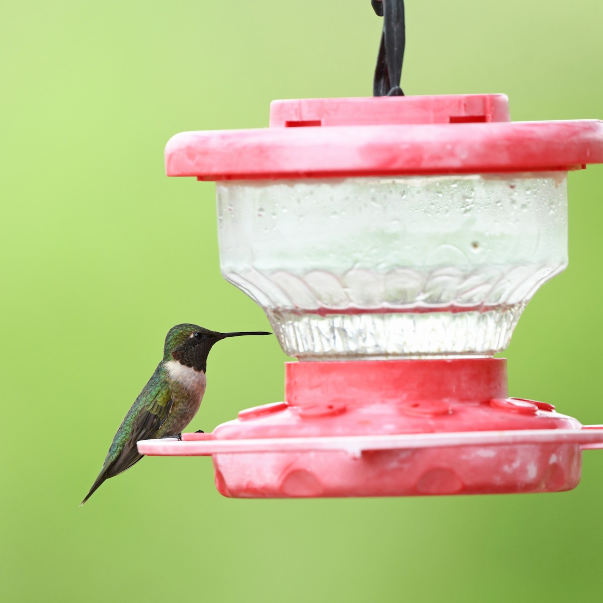 Колібрі рубіновогорлий - ML646652264