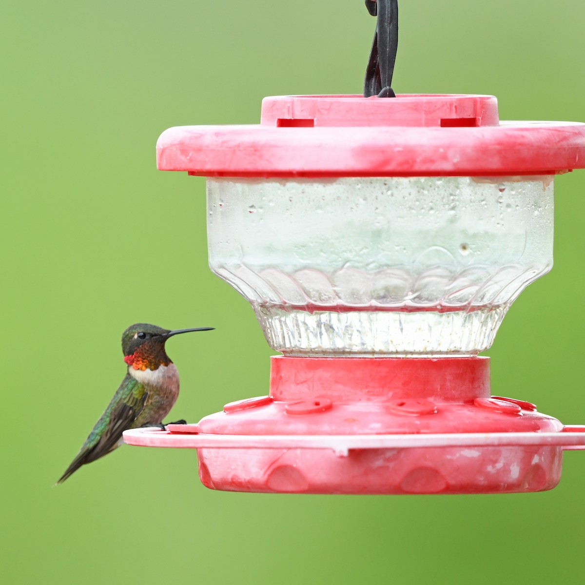 Колібрі рубіновогорлий - ML646652265