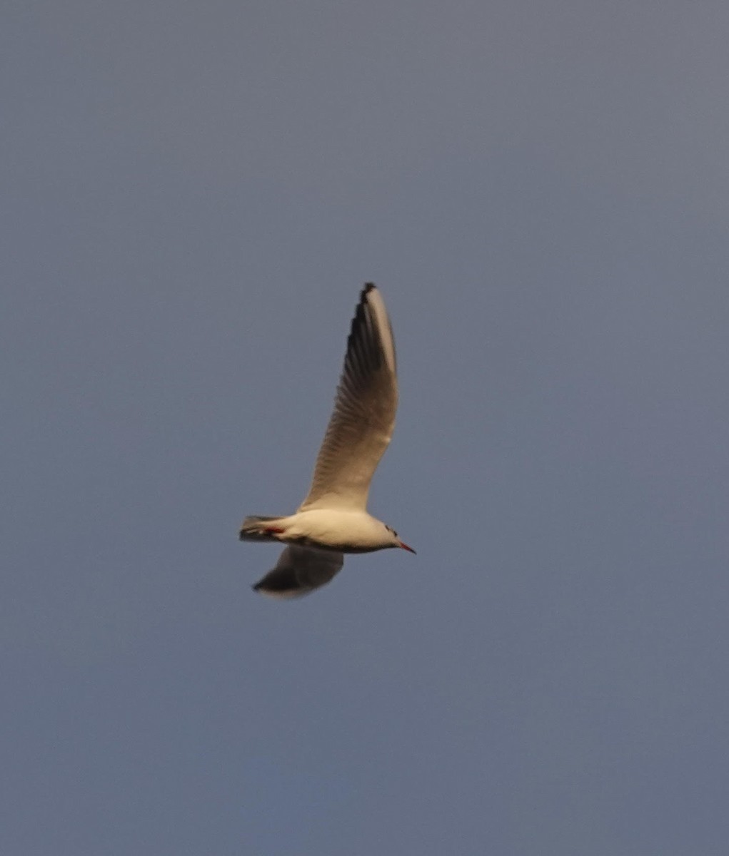 Karabaş Martı - ML646652268