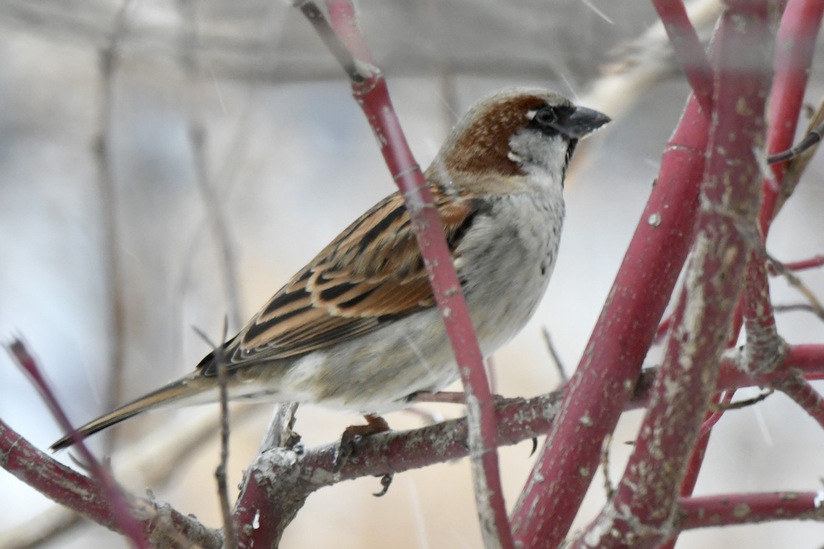 House Sparrow - ML646652270