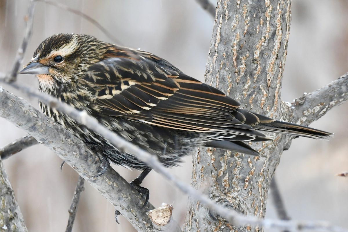 Red-winged Blackbird - ML646652273
