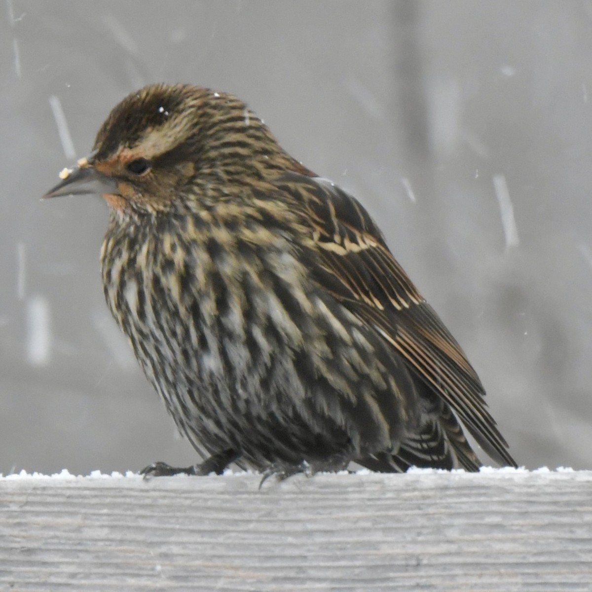 Red-winged Blackbird - ML646652274