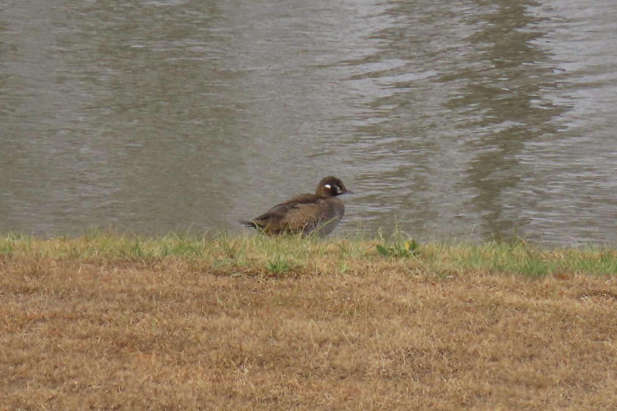 Kragenente - ML646652275