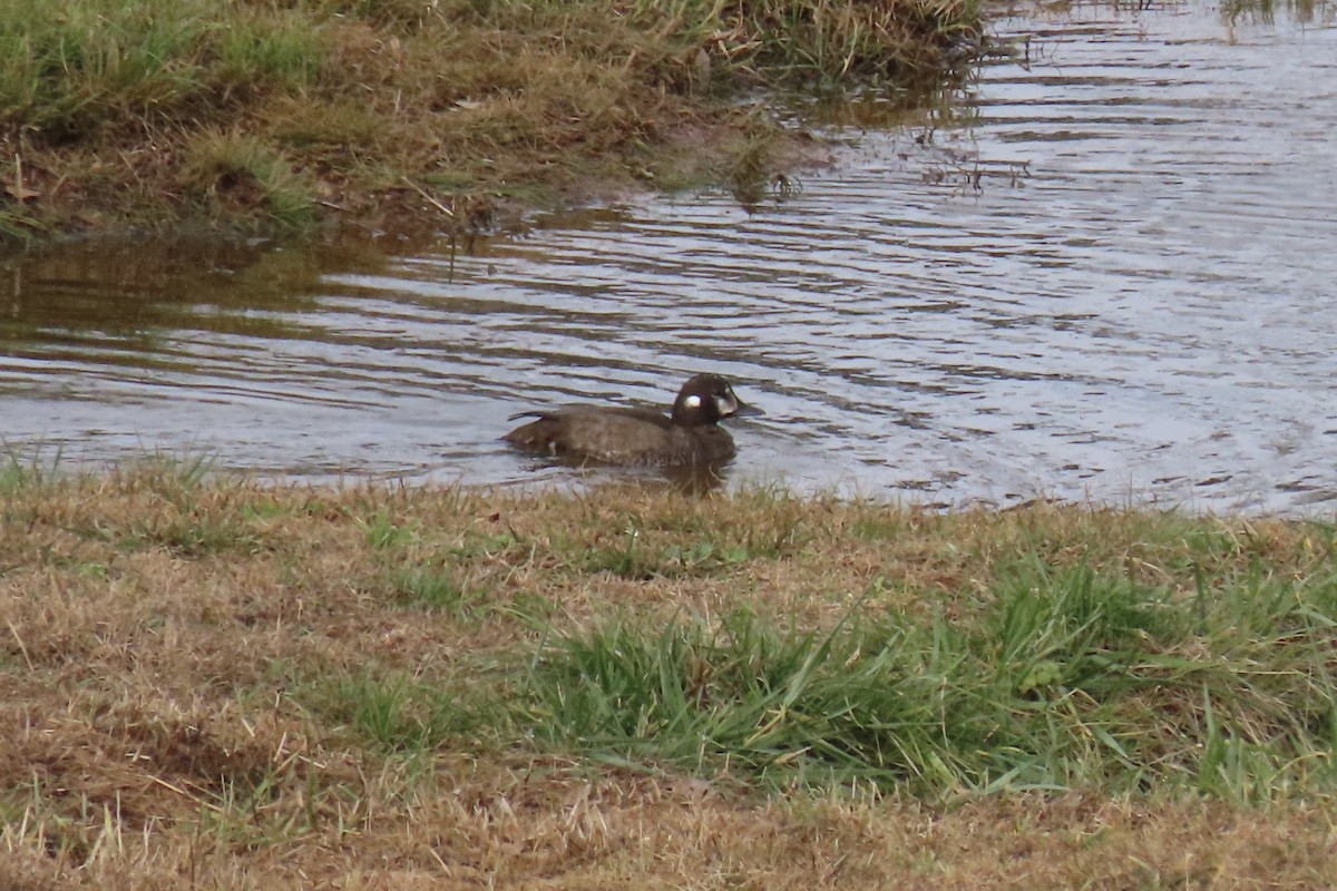 Kragenente - ML646652276