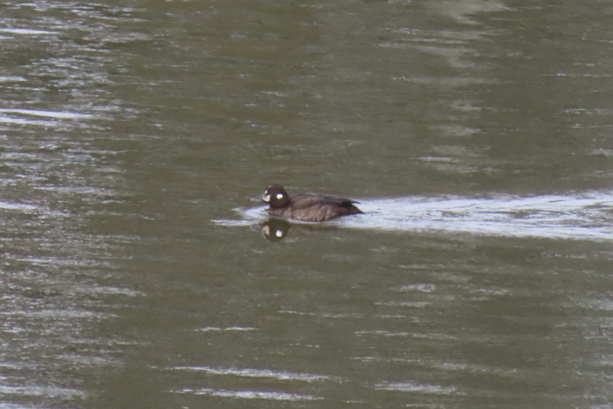 Kragenente - ML646652277