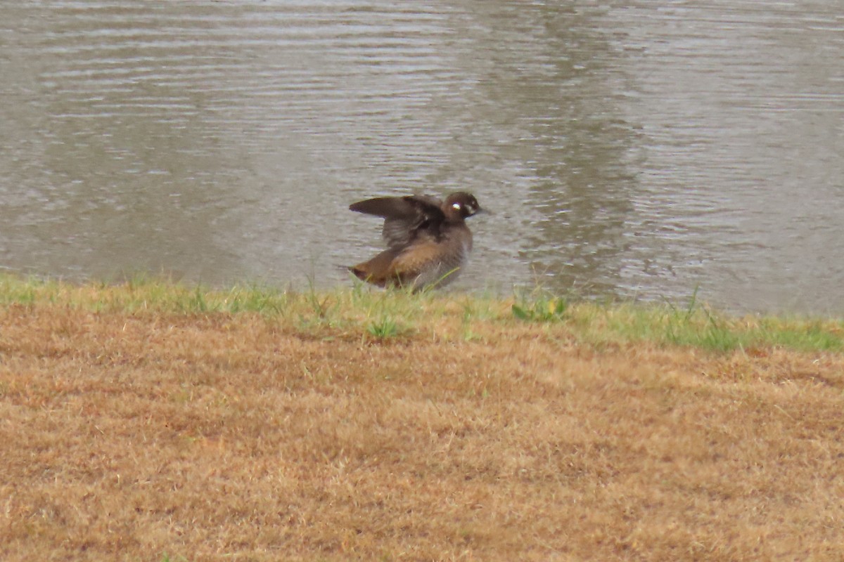 Kragenente - ML646652278