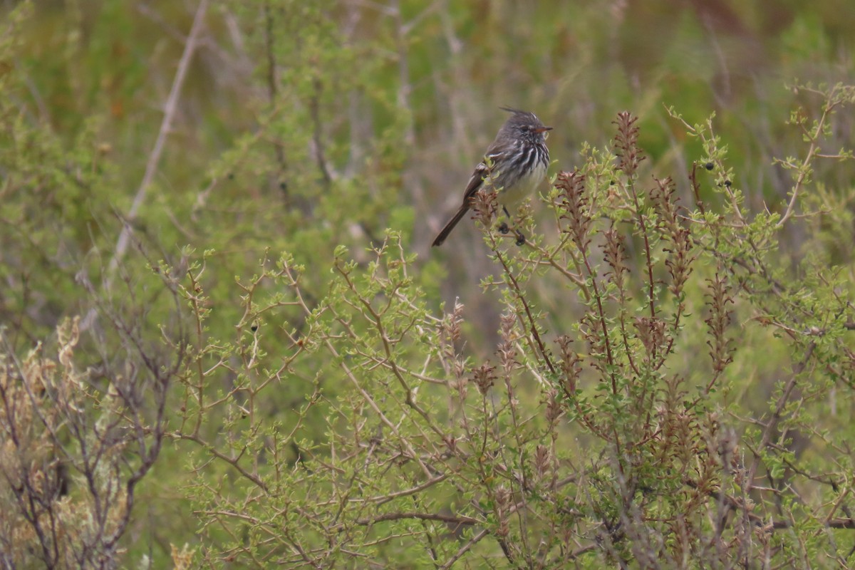 Yellow-billed Tit-Tyrant - ML646652279