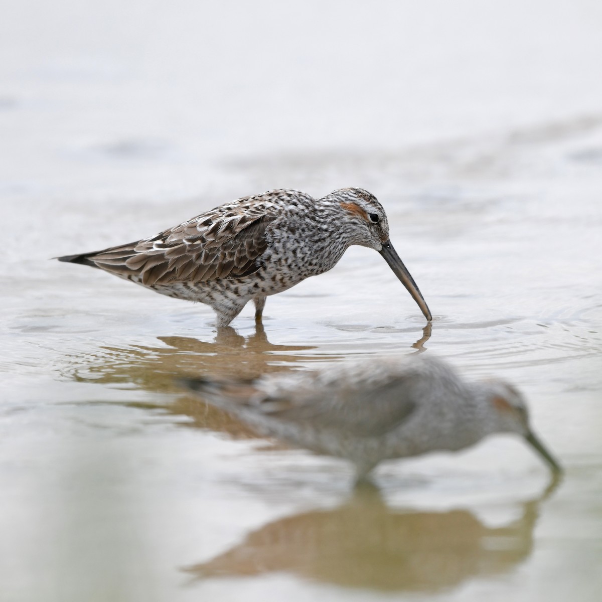 Побережник довгоногий - ML646652281