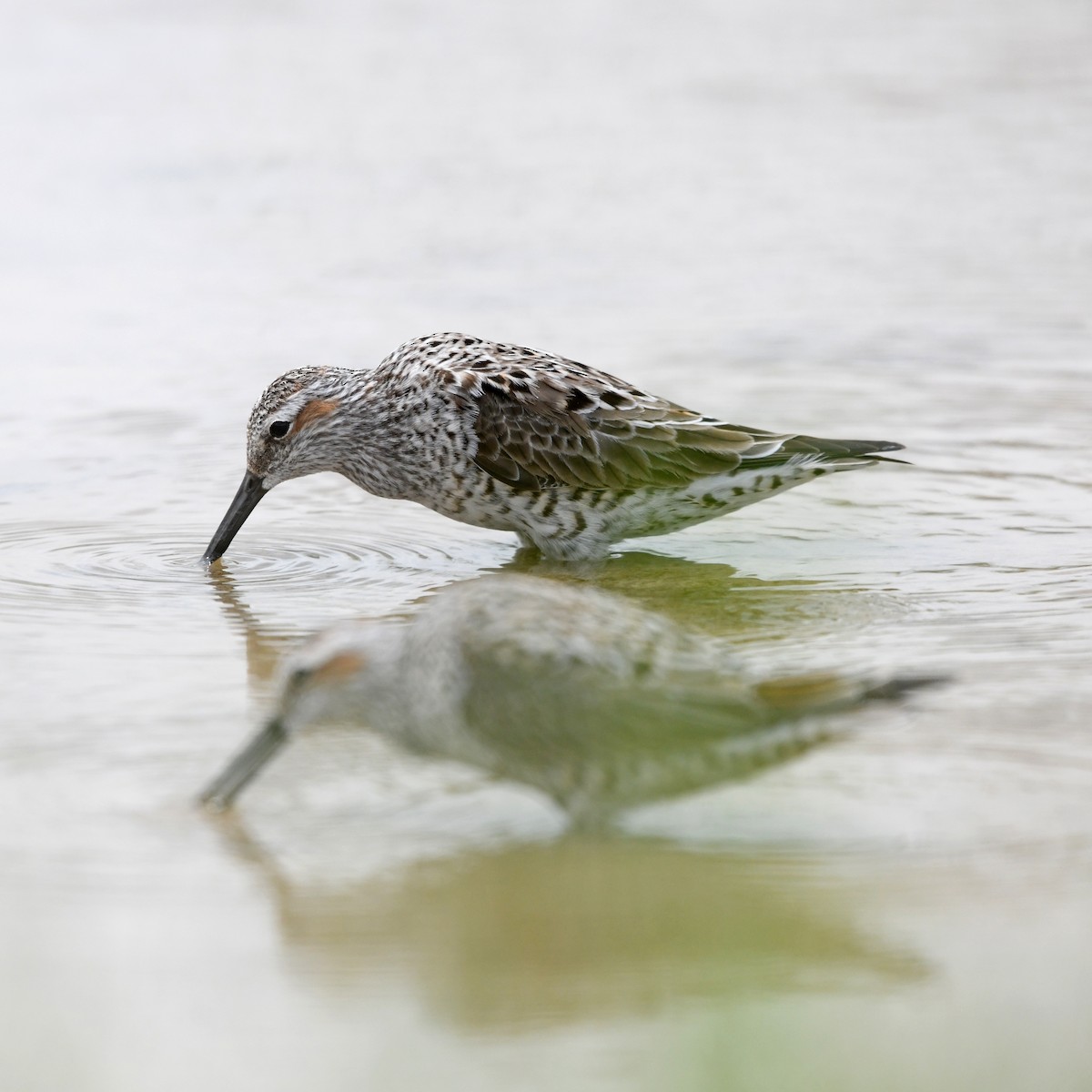 Побережник довгоногий - ML646652282
