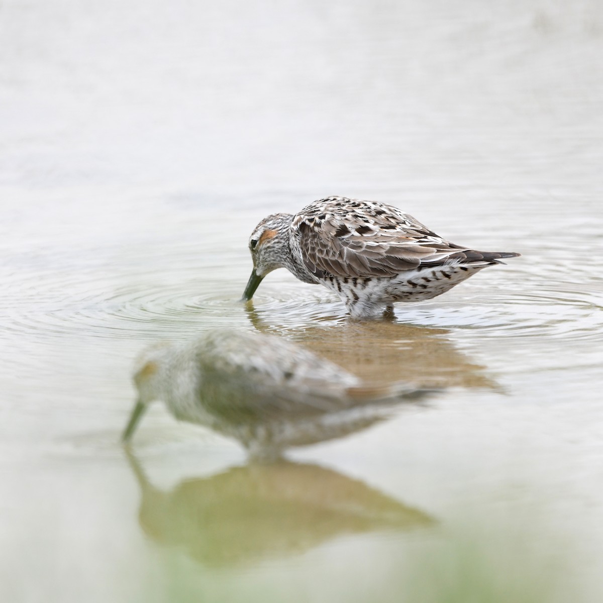 Побережник довгоногий - ML646652283