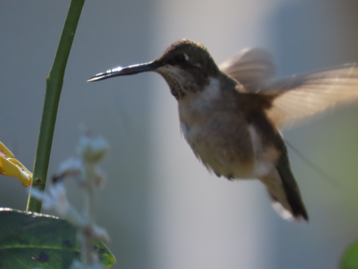 Black-chinned Hummingbird - ML646652286