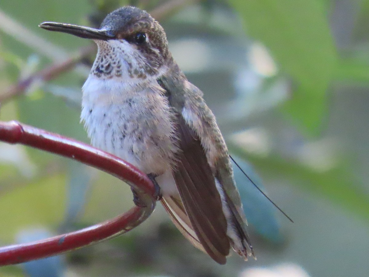 Black-chinned Hummingbird - ML646652287