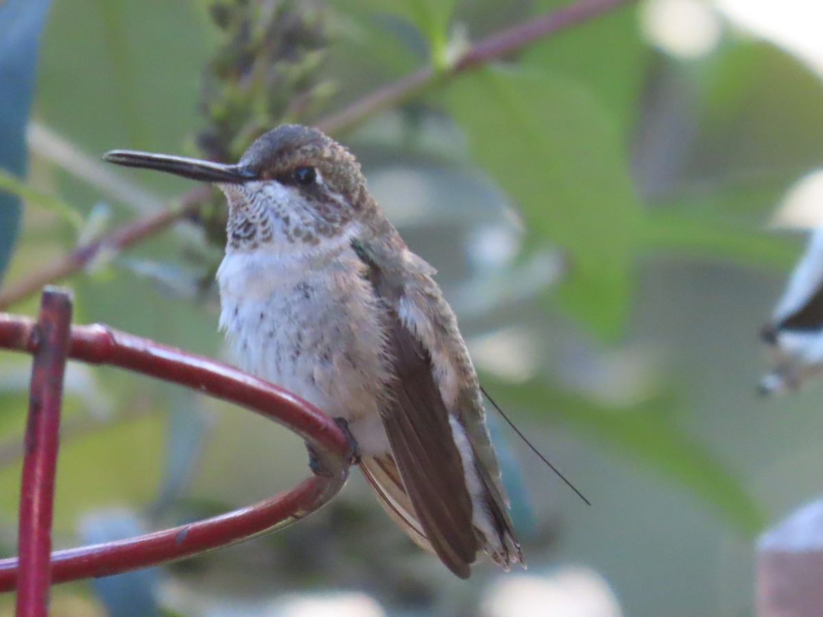 Black-chinned Hummingbird - ML646652288