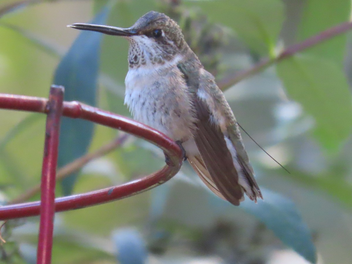 Black-chinned Hummingbird - ML646652289