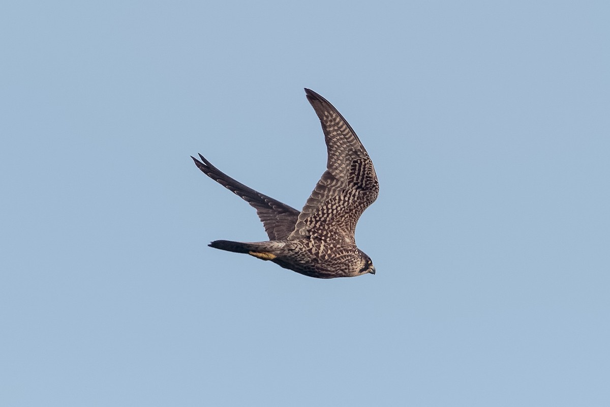 Halcón Peregrino - ML646652291